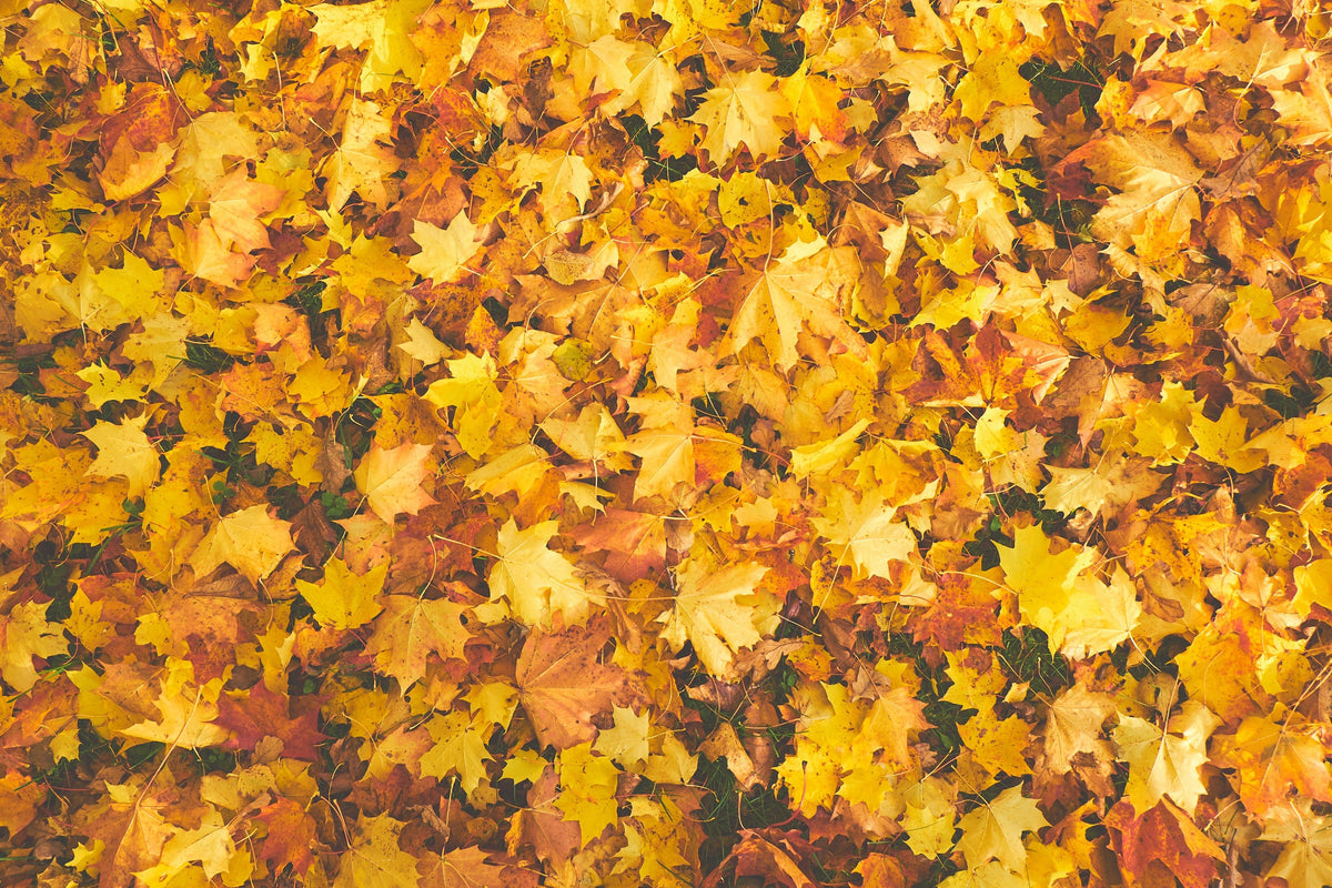 Give your Fall Style a Boost! - Orient Watch USA
